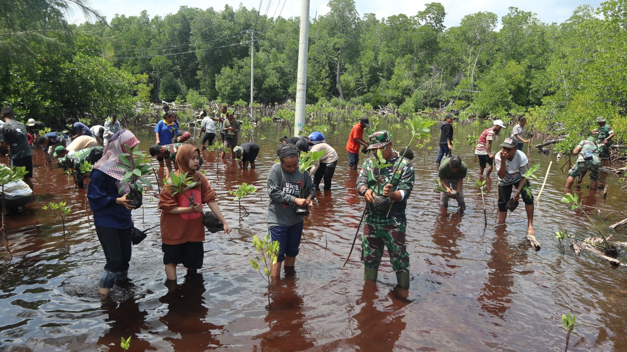 Korem Pwy Bersama Mahasiswa Uncen Tanam Mangrove Di Pantai